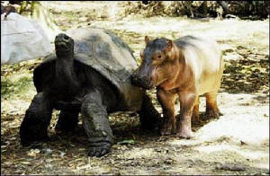 hippo2.jpg