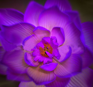 purpleflower.jpg